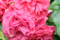 Mooie bloemen in de tuin